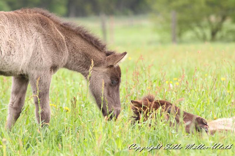 Farsael r.jpg - Kontaktaufnahme